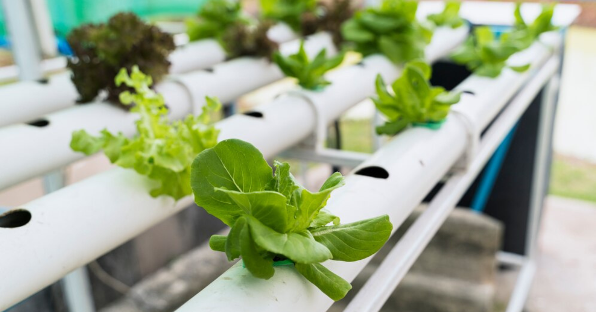 What plants can be grown hydroponically? by Hydroponic Garden System