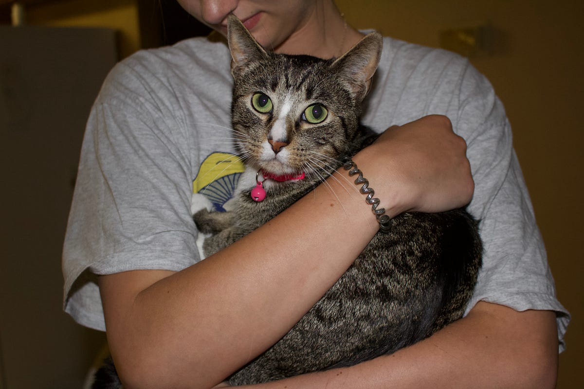 My Rescue Cats. Shelter pets are desperate need of a… | by josie ...