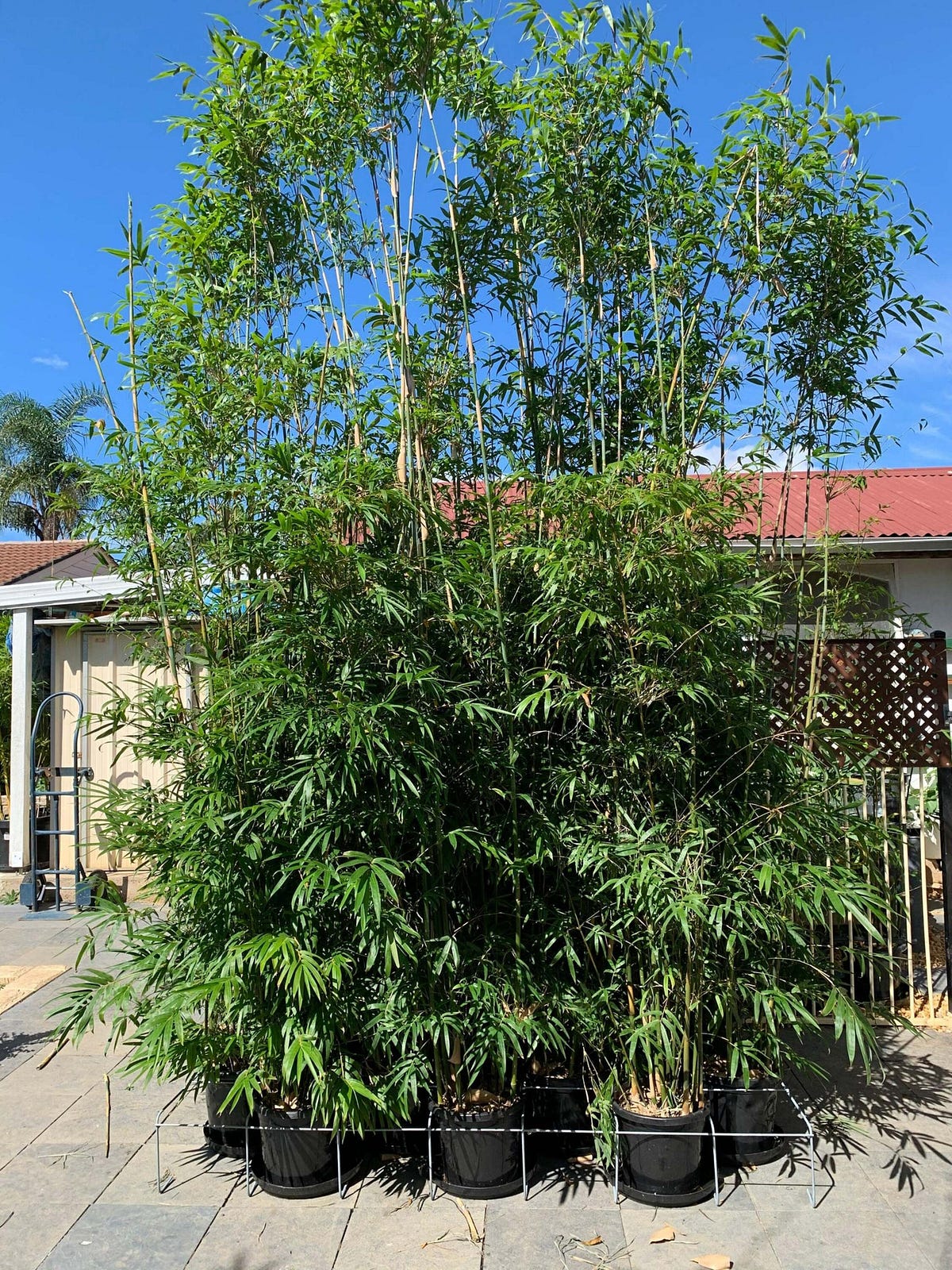 How To Fertilize Bamboo Plants. Bamboo plants are very resilient, but