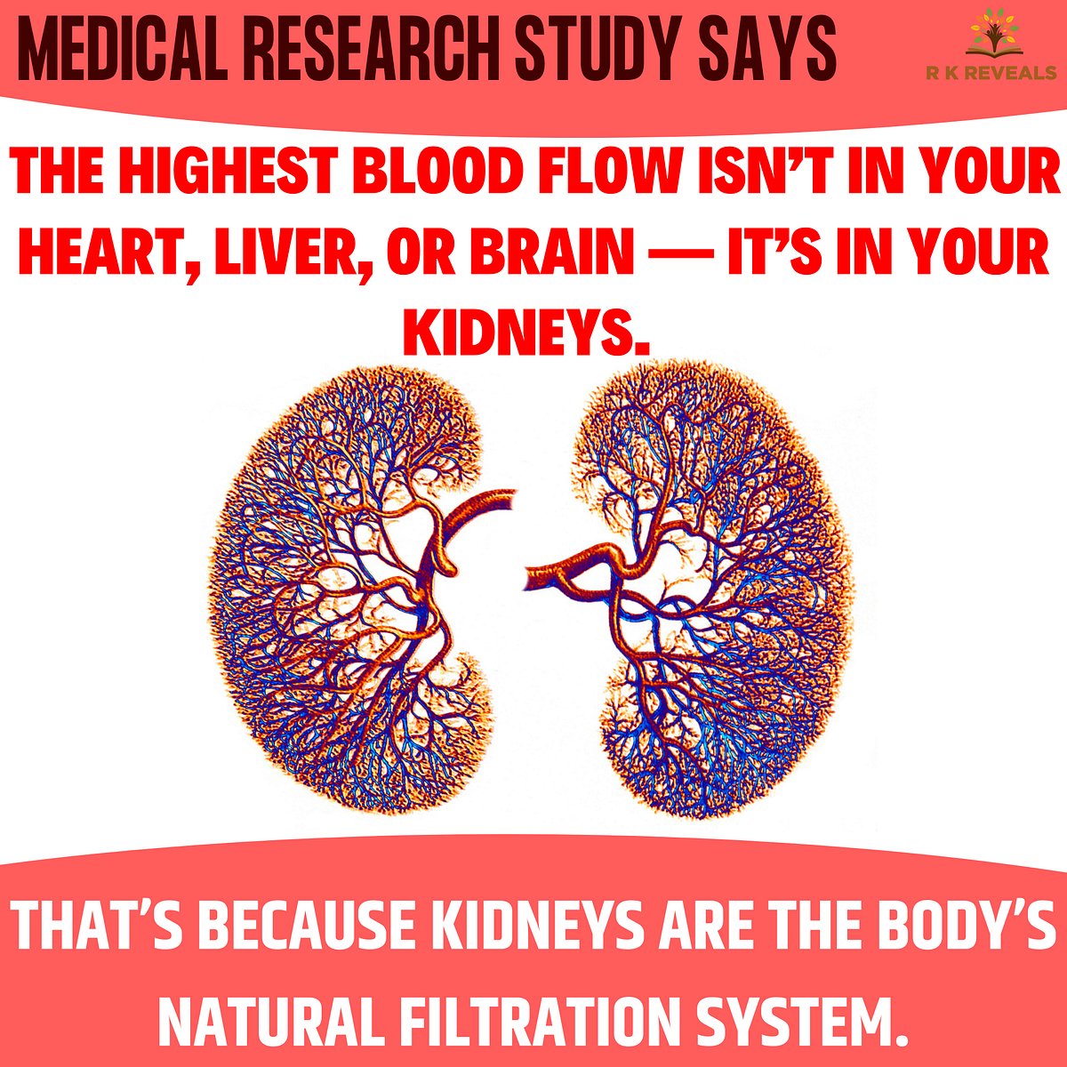Blood Flow faster in Kidney by R K Reveals Medium