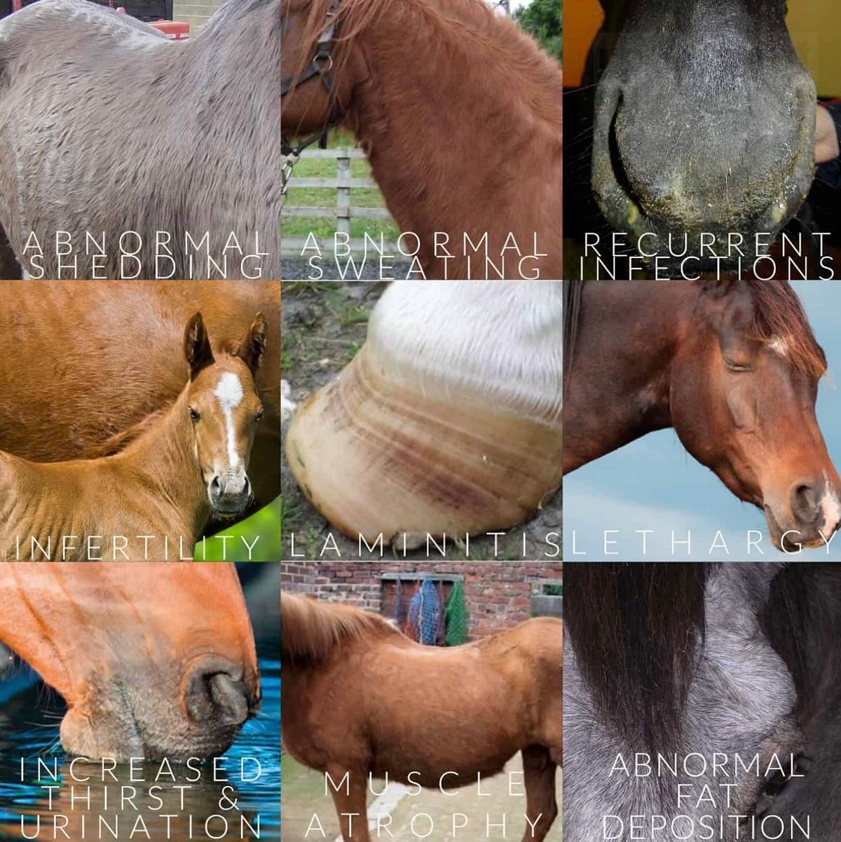 Equine Cushing’s Disease. Horses are beautifully powerful… by