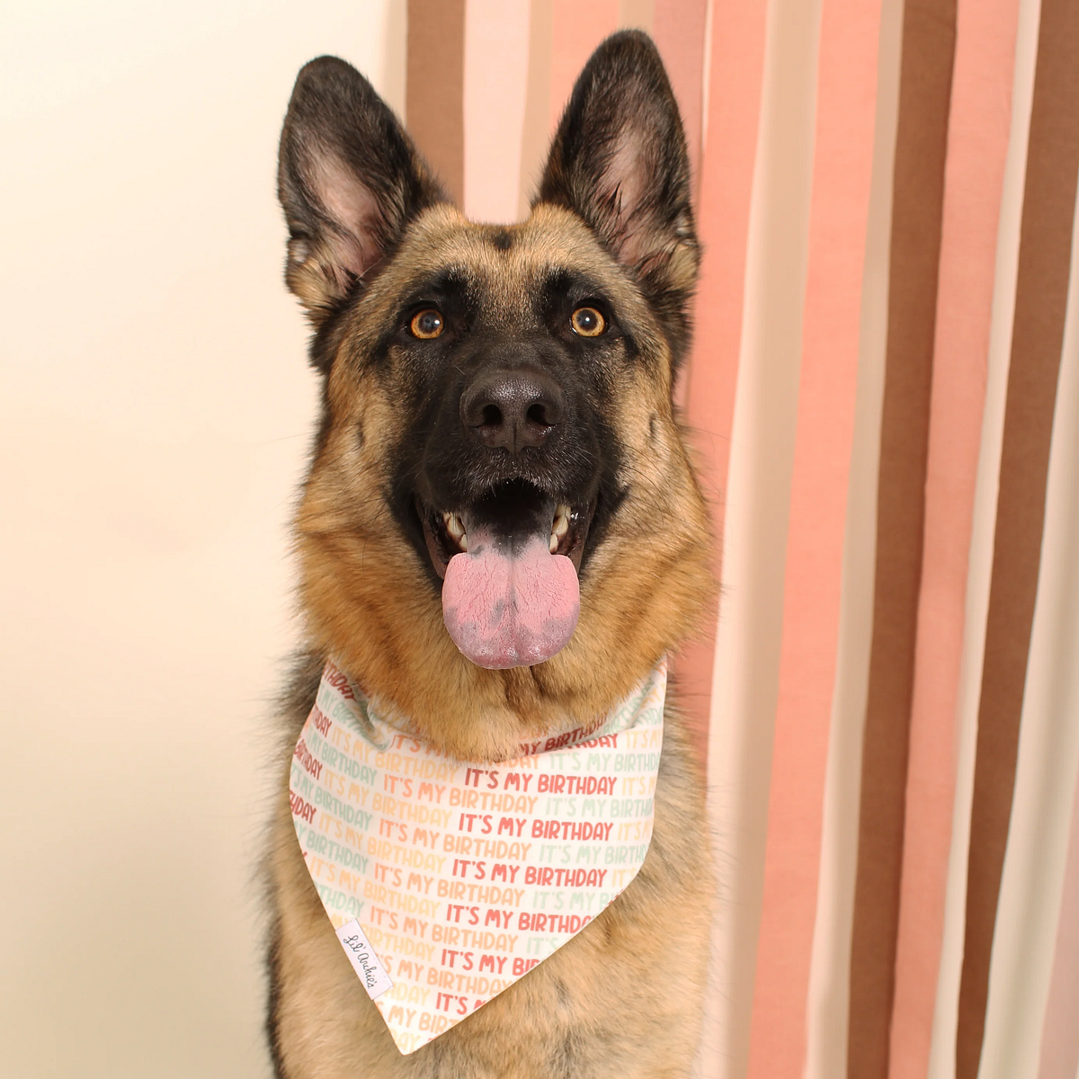 Celebrate Your Pup’s Special Day with Lil’ Archie’s Happy Birthday Dog ...