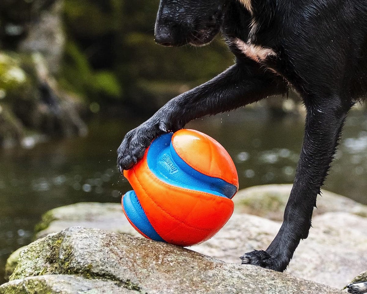 Four reasons why Chuckit! is the best dog toy brand for aggressive