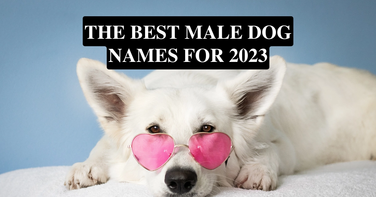 unique names for dogs