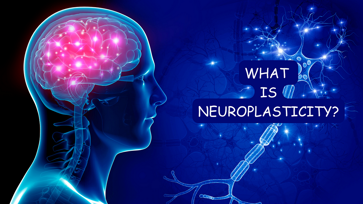 Neuroplasticity: How Your Brain Adapts and Changes Throughout Life | by ...