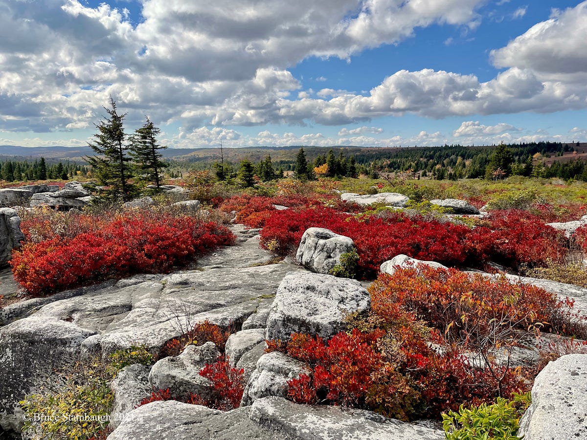 What Do We Learn From Fall?. She has a lot to teach us. | by Bruce