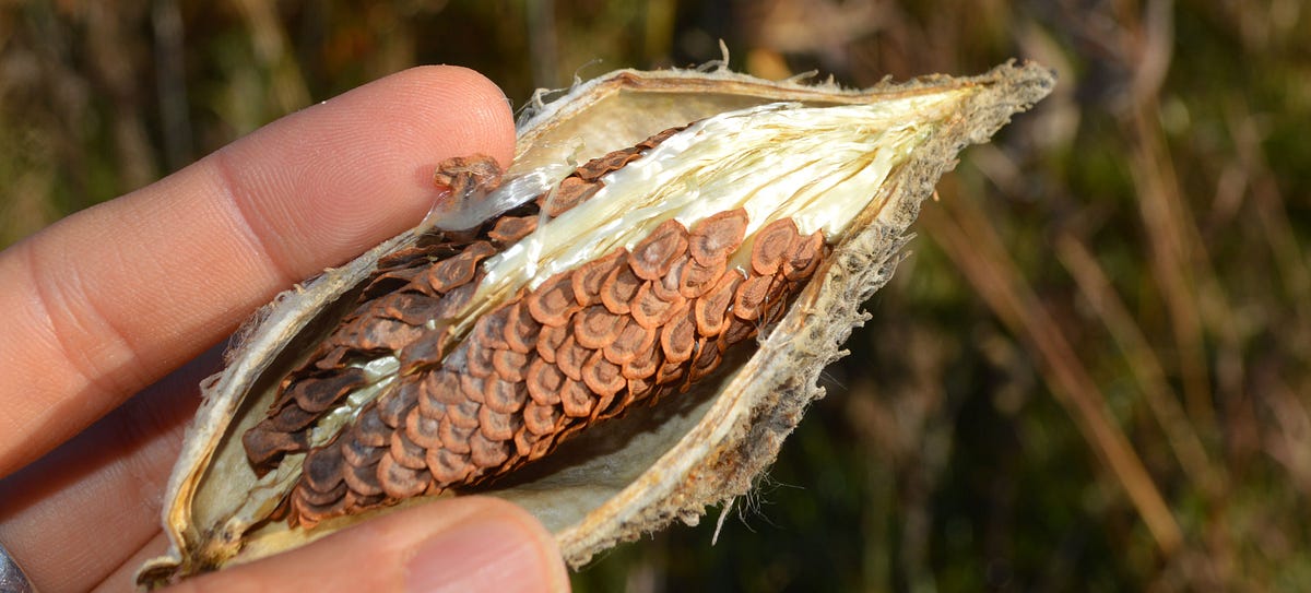 How We Collect and Process Milkweed Seeds for Monarchs by U.S. Fish