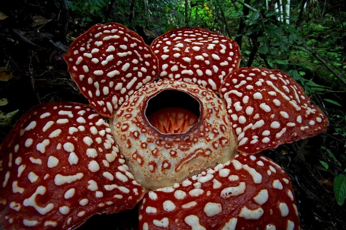 Очень интересные растения в мире. Раффлезия Арнольди. Раффлезия Арнольди Rafflesia arnoldii. Цветок паразит раффлезия. Раффлезия Арнольди самый большой цветок.