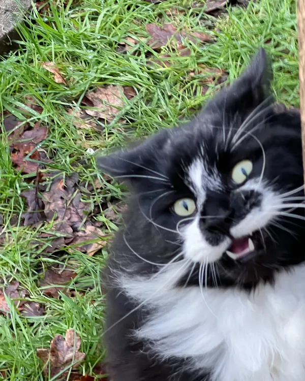 Flash the cat