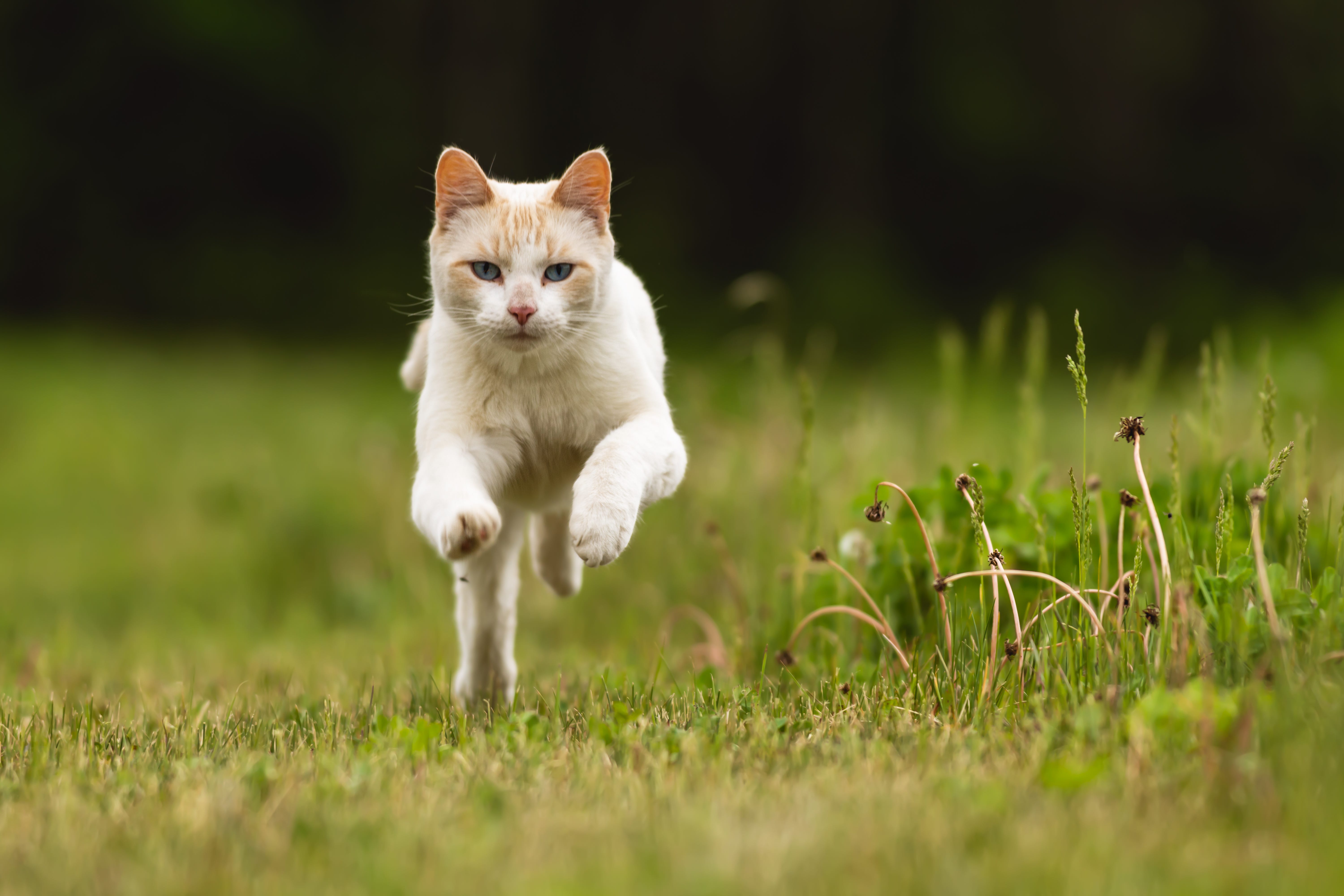 Включи кот бегать. Кошка бежит. Котик бегает. Белый кот бежит. Рыжий кот бежит по траве.