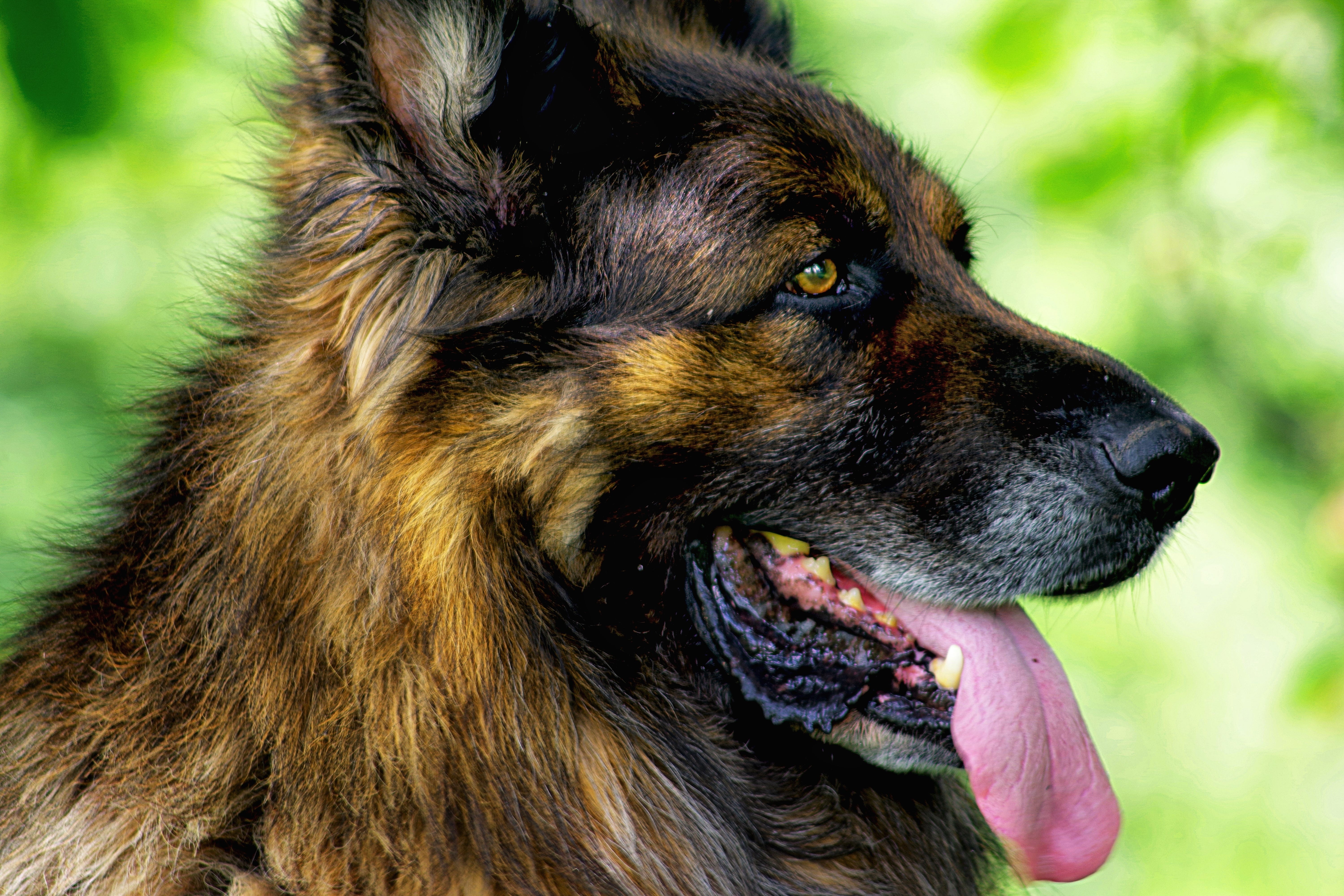 Long haired alsatian clearance dog