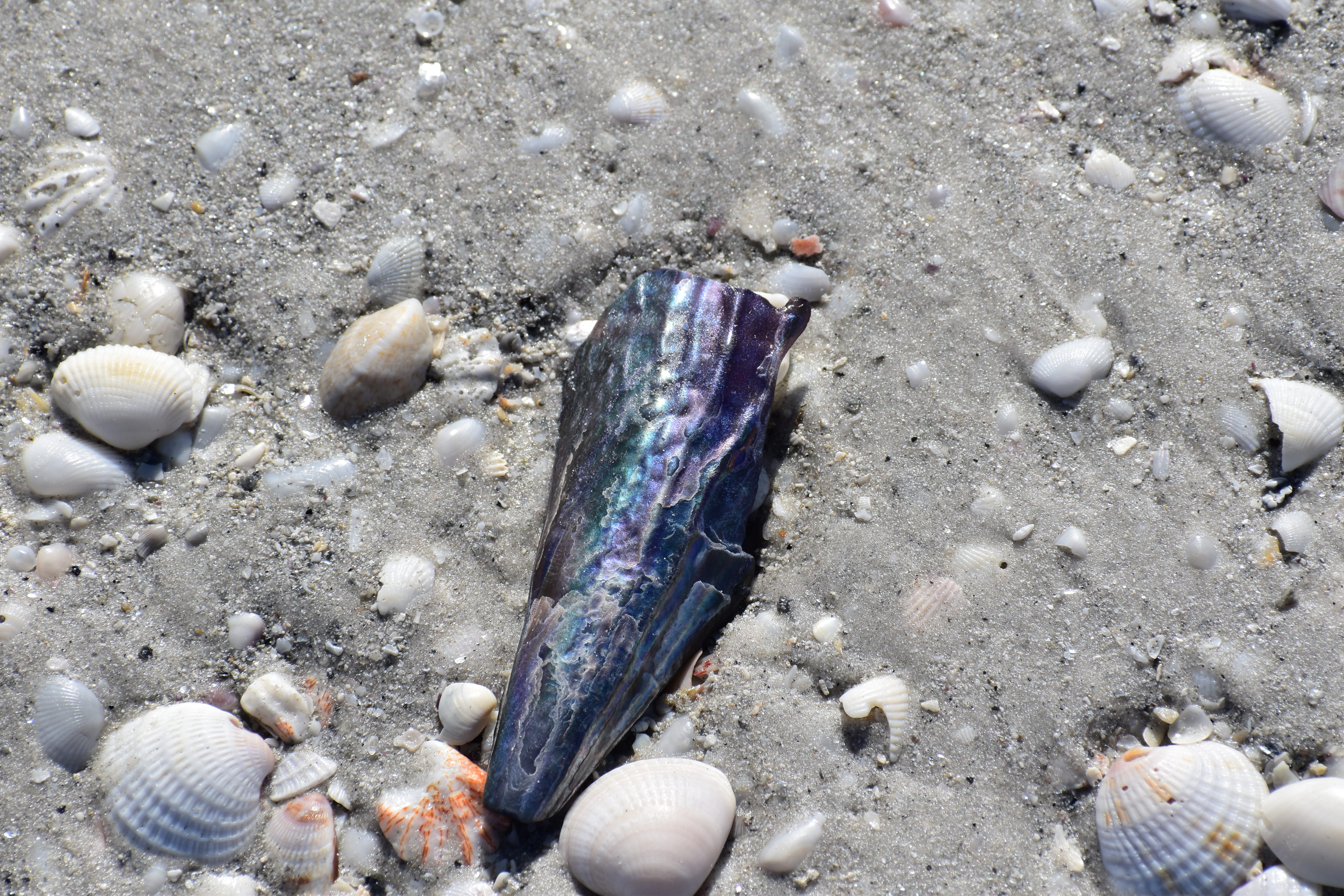 Purple Pen Shell. A bit of Sanibel Island beach bling., by Lloyd Duhon, Daily Colors