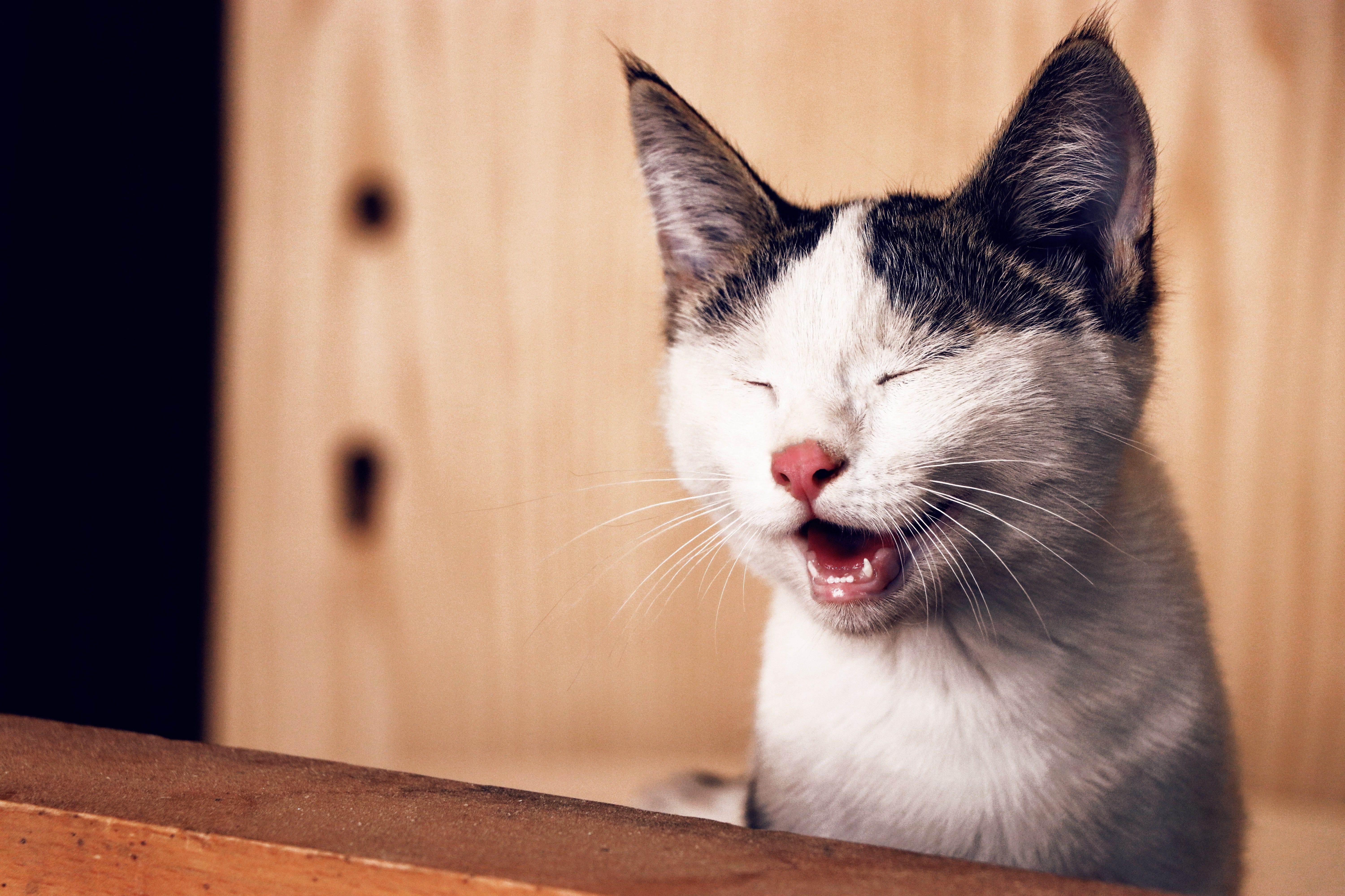 Why Do Cats Meow? How to Decode This Common Cat Sound