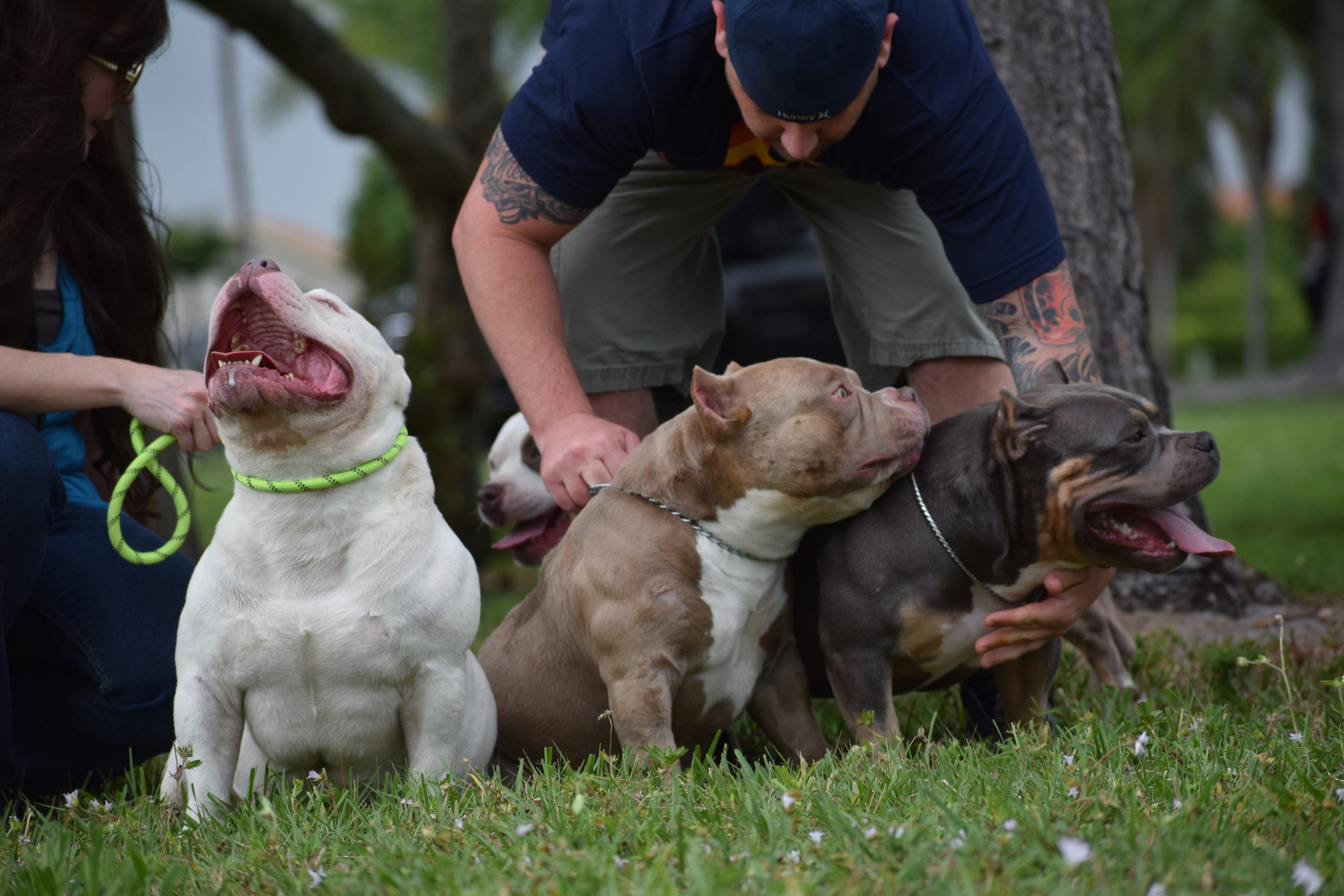 AMERICAN BULLY BREEDING SIMPLIFIED DETERMINING THE BEST BREEDING DAYS by BULLY KING Magazine BULLY KING Magazine Medium picture