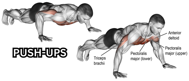 Push-Ups Guide