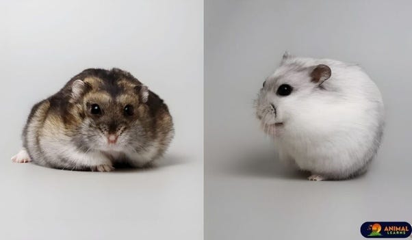 Dwarf Hamsters Color, Behavior, Special Types and Lifespans