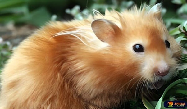 All About Syrian Teddy Bear Hamster