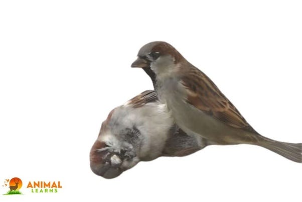 How Long Do Sparrows Live? Discover Their Surprising Lifespan