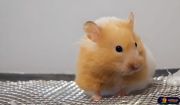 Life Span of a Teddy Bear Hamster