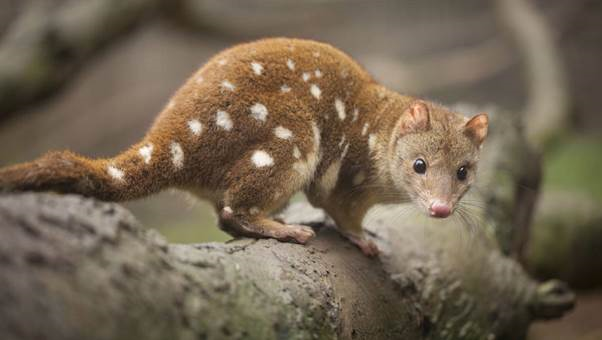 most common animals in australia