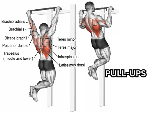 Master the Pull-Up for Back Muscle, Strength, and Full-Body