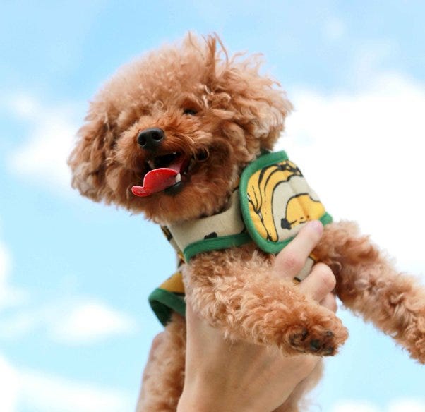 Teacup Toy Poodle Dog Breed Information, Characteristics & Facts