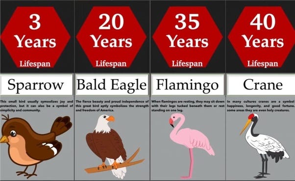 What is the Lifespan of a Bird? Fascinating Facts Revealed