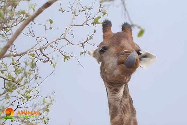 giraffes tongues blue