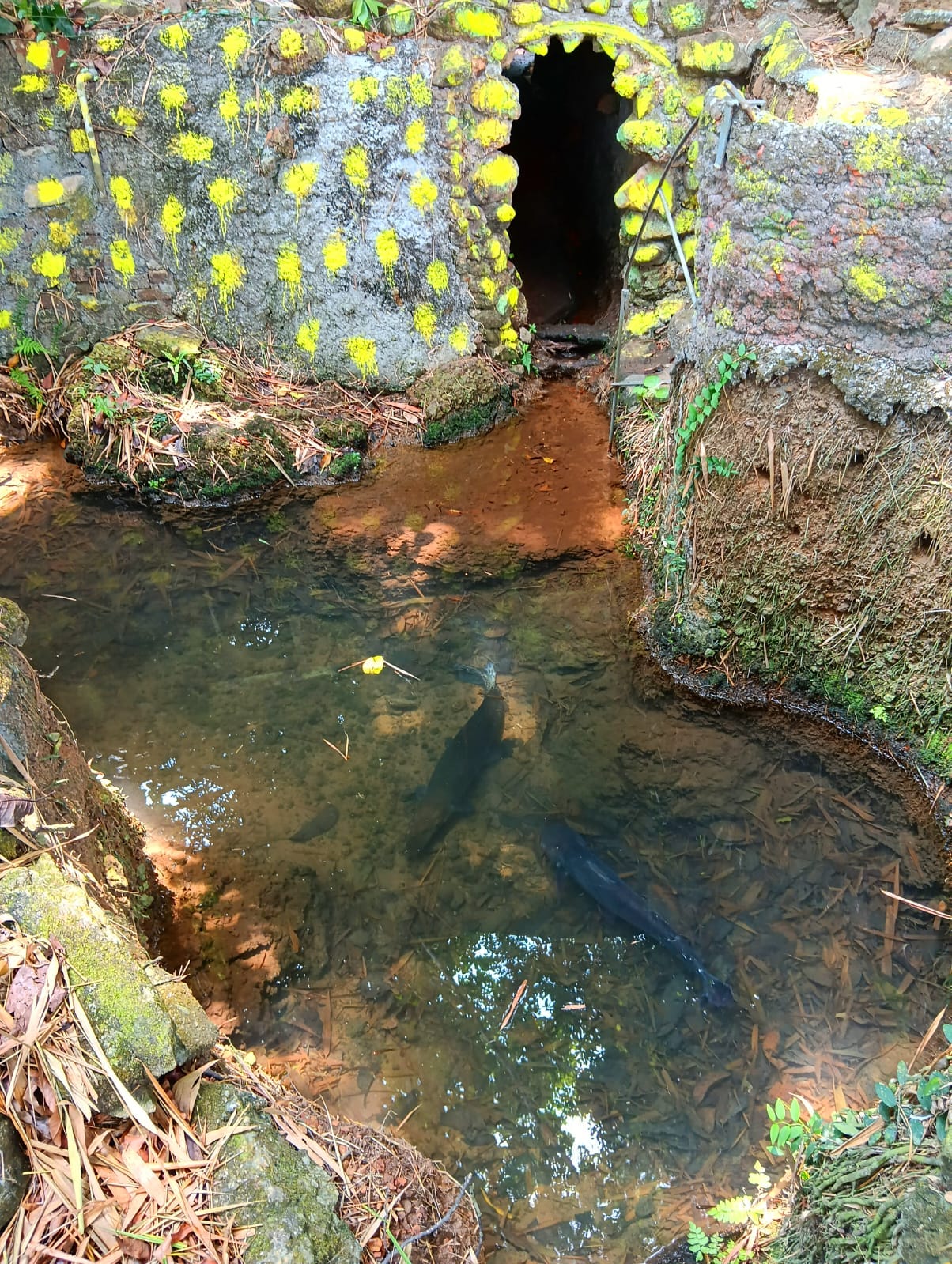 How Kauthuka Park Created a Silent Aquatic Migration System Through Passive Ecology