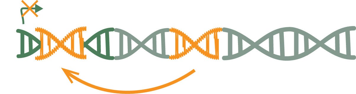 TE jumping in a gene and disturbing its expression