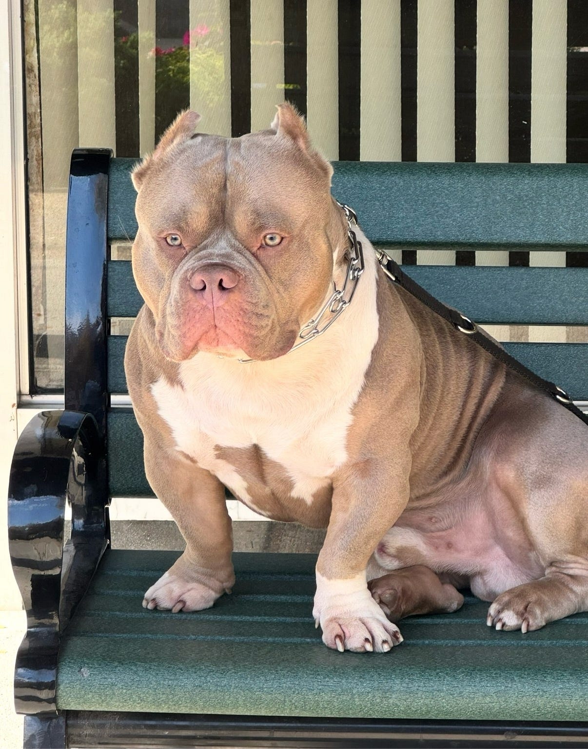 Biggie: NYC’s Extreme Build Pocket American Bully Living His Best Life