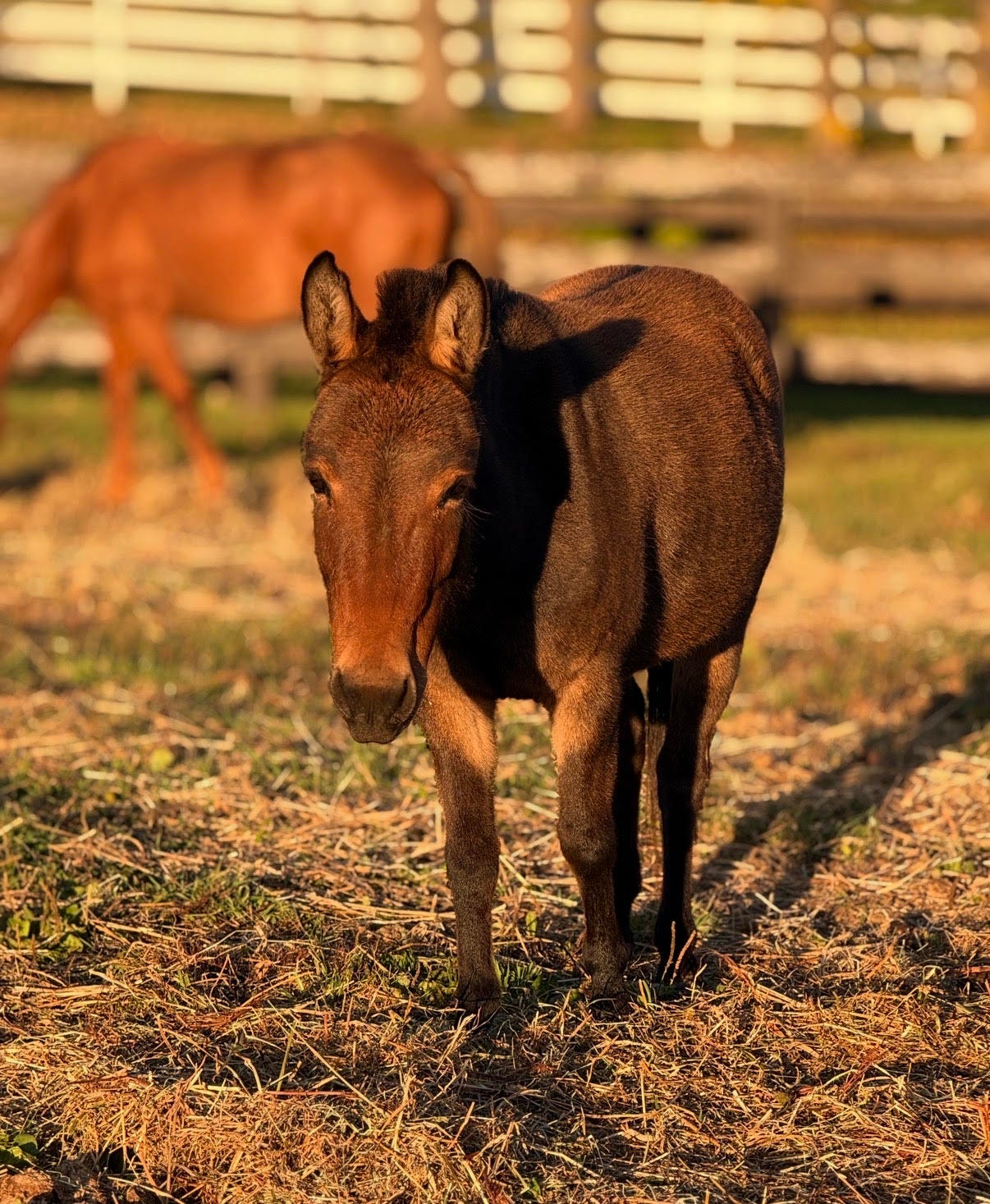 A Little Neighing and Braying About Mules