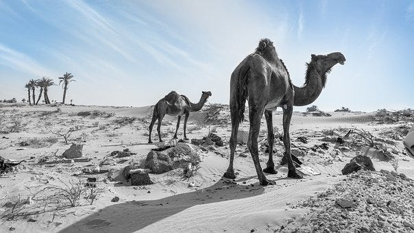 The Bible Came from Arabia. It's not me that's saying that, but it