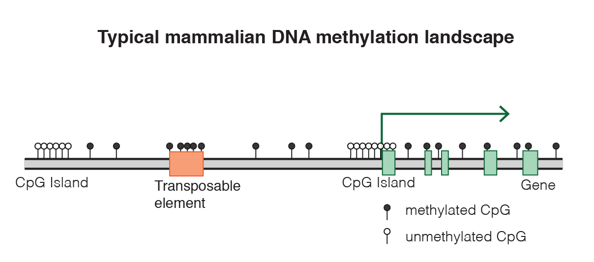 Typical DNA methylation landscape in mammals. Image by Mariuswalter (CC BY-SA 4.0)