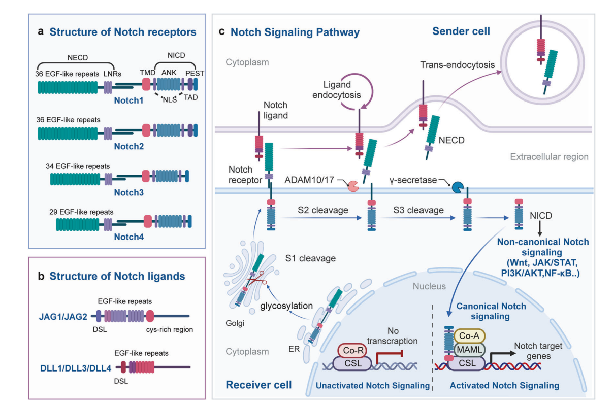 The angiogenesis regulator Notch1