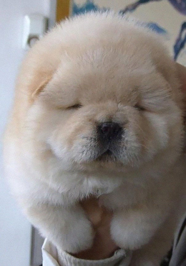 Chubby store chow chow