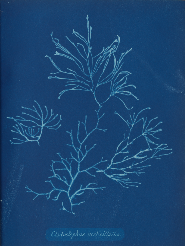 Introduction to the cyanotype process - National Science and Media Museum  blog