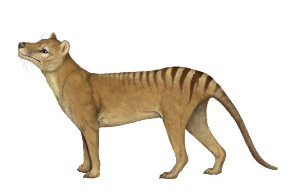 What you need to know about smilodon, the real Nashville Predator, by  Cameron Tabatabaie
