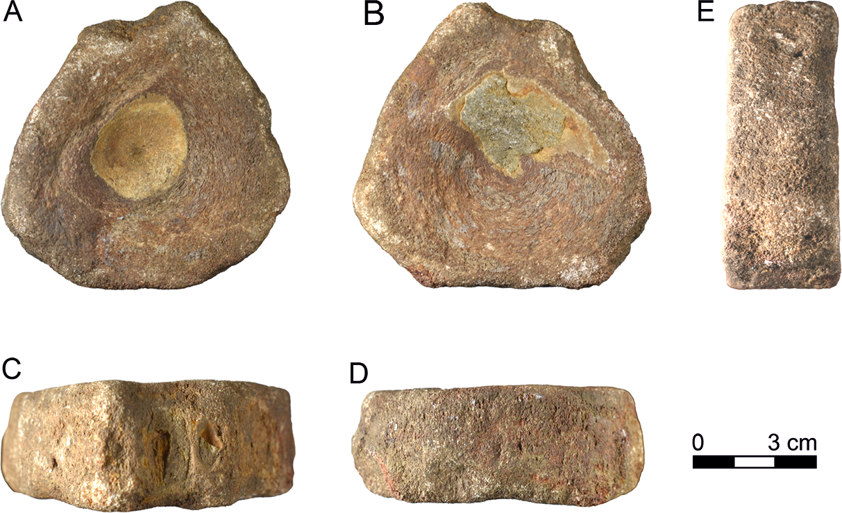 Ichthyosaur vertebra (Find no. 4022) from the Roman pit in Colchester. Credit: Spencer et al. 2026