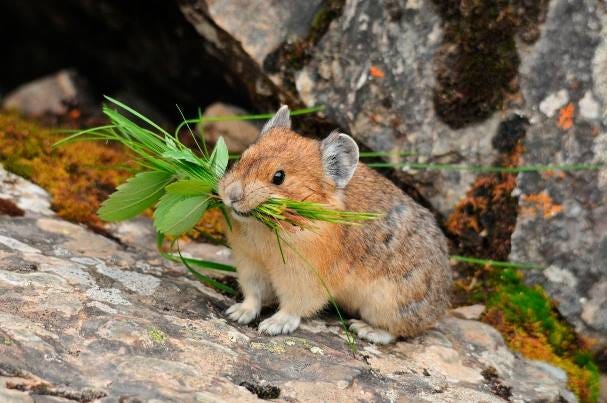 Q&A with Lucas Moyer-Horner, ecologist and pika expert, by Holly Murfey, FoCo Now