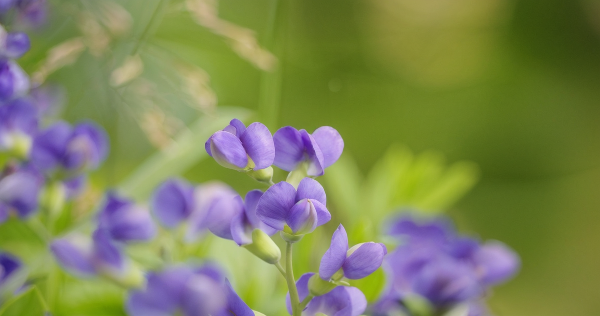 Wie Baptisia (Wilder Indigo) in der Homöopathie bei Grippe, Infektionen Fieber und mehr helfen kann