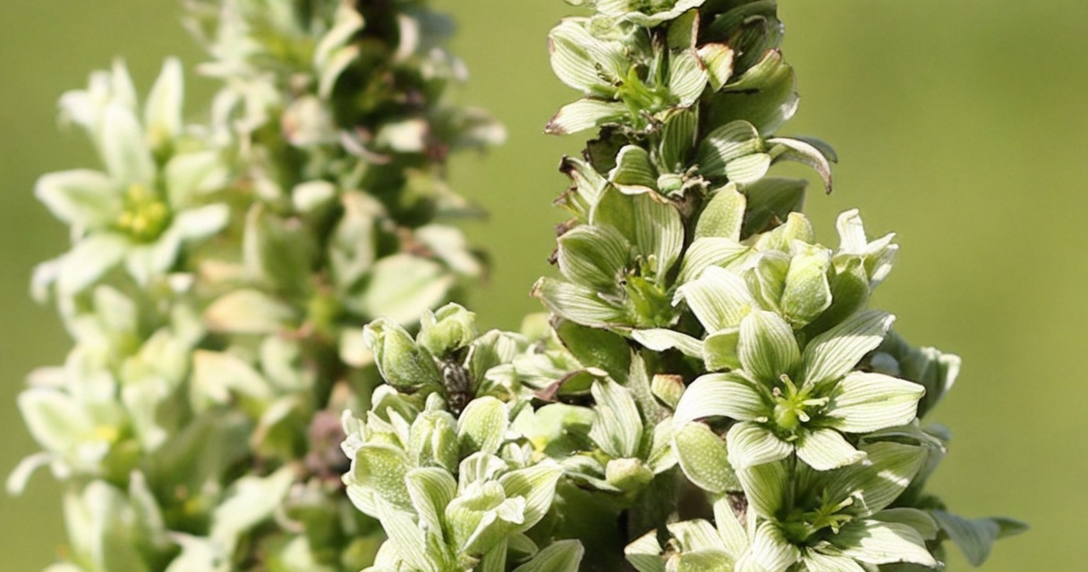 Wie Veratrum viride (Grüner Germer) in der Homöopathie bei Fieber, Bluthochdruck und mehr helfen…