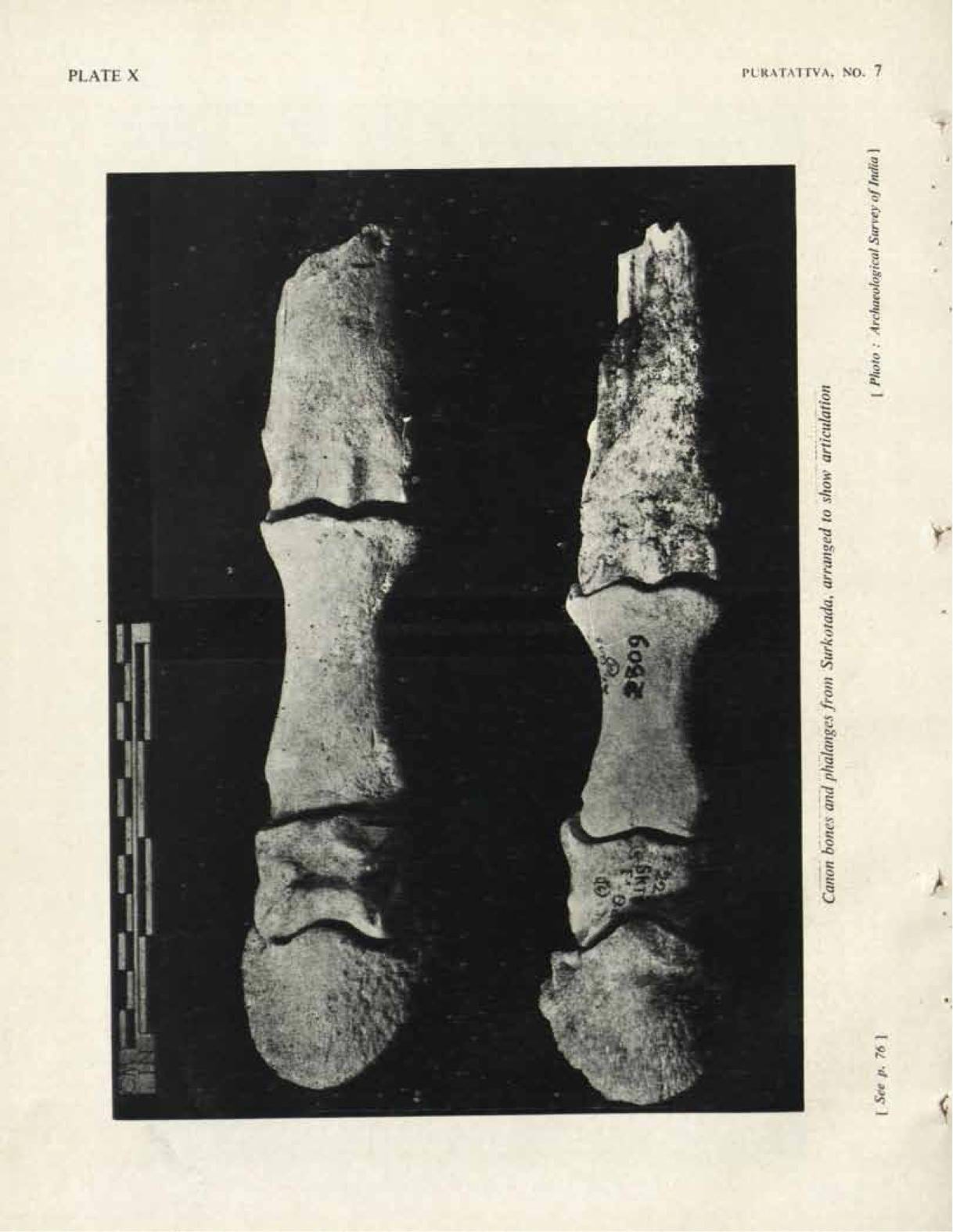 Horse bones from Surkotada (in Katchchh, Gujrat, India) (https://archive.org/details/in.gov.ignca.57533)
