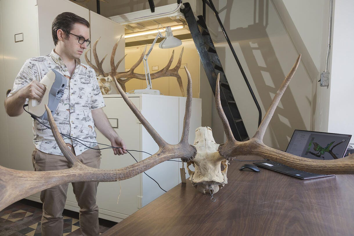 Zachary Calamari scans an elk skull at the American Museum of Natural History. (Credit: Matt Shanley / ©AMNH)
