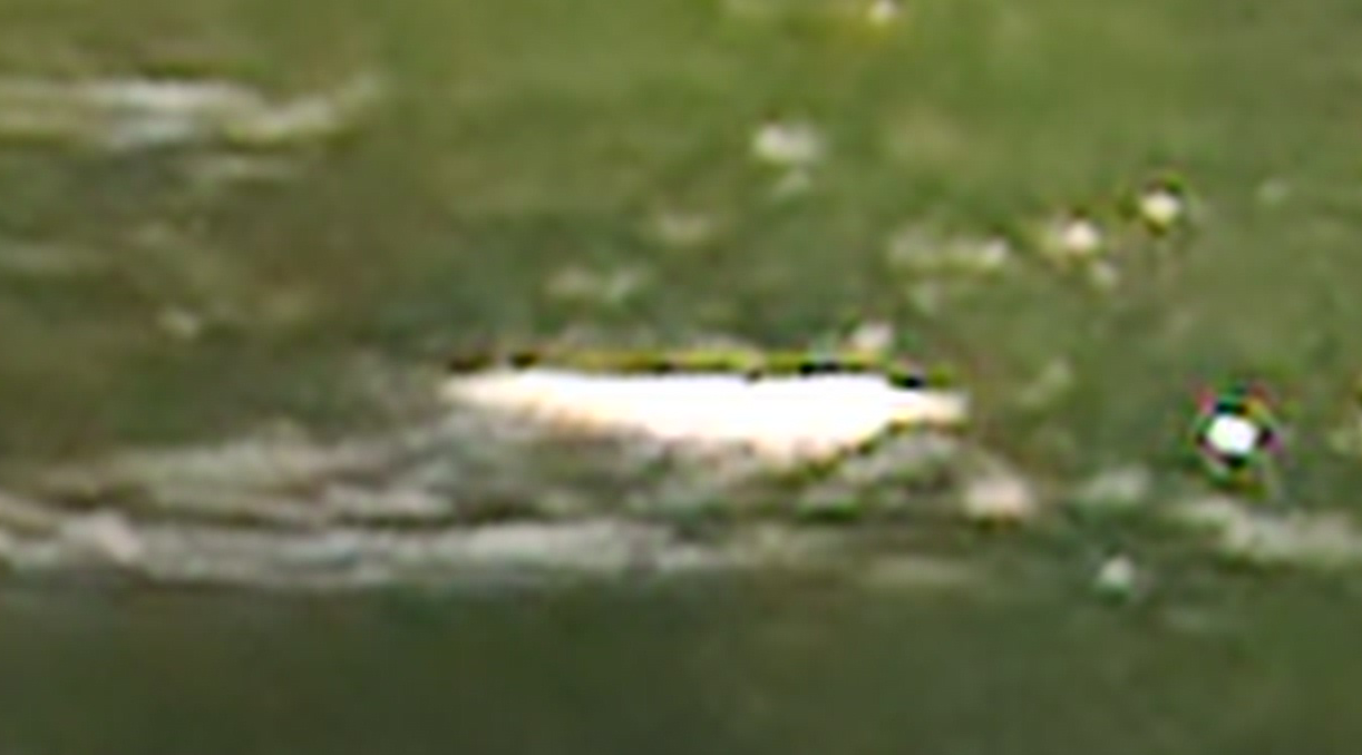 A blurry photo of a platypus