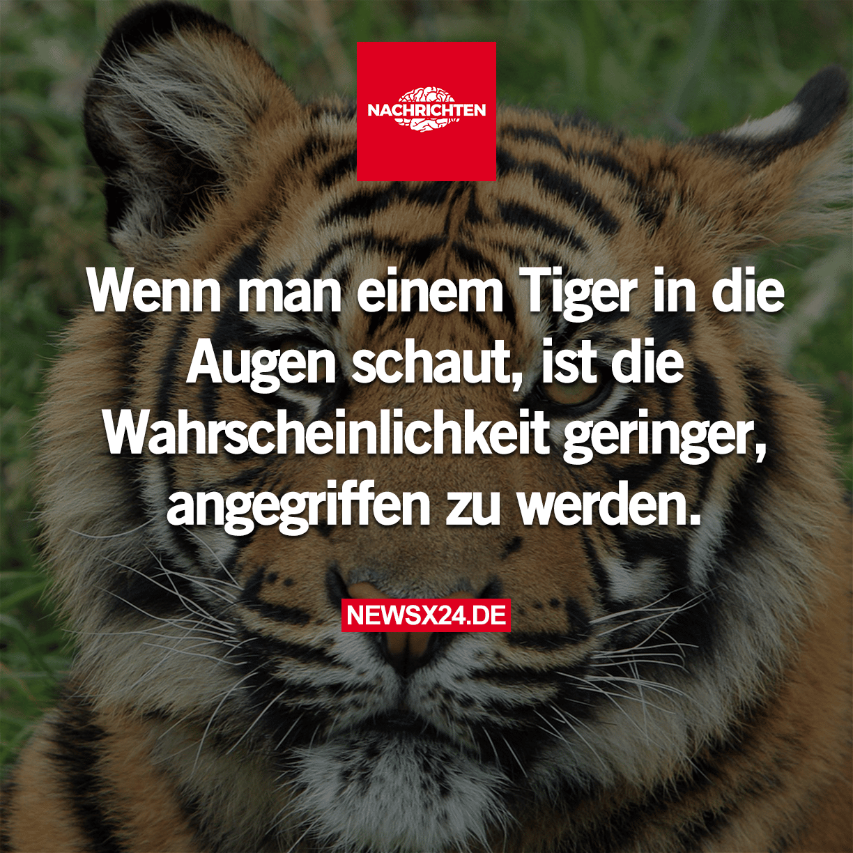 Wenn man einem Tiger in die Augen schaut, ist die Wahrscheinlichkeit geringer, angegriffen zu…