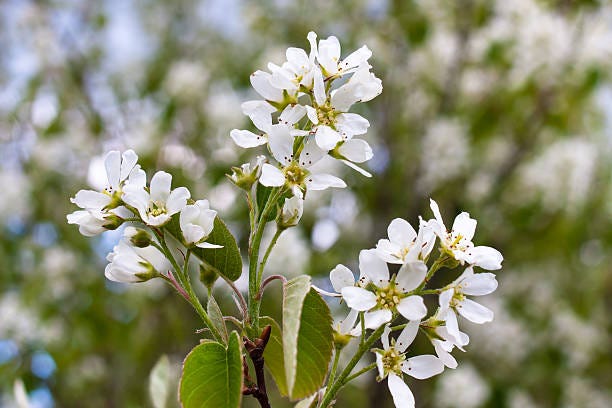 Common Kinds of Trees With White Flowers