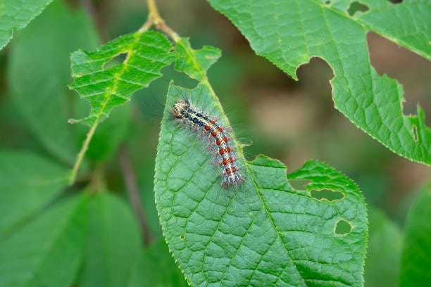 Homemade gypsy moth spray — guide, by Farzana Mita