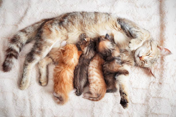 Why Do Male Cats Groom Kittens: Surprising Reasons Explained