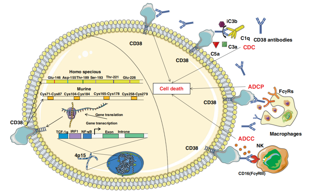 (Data source: Gao L, et al. Br J Cancer. 2023)